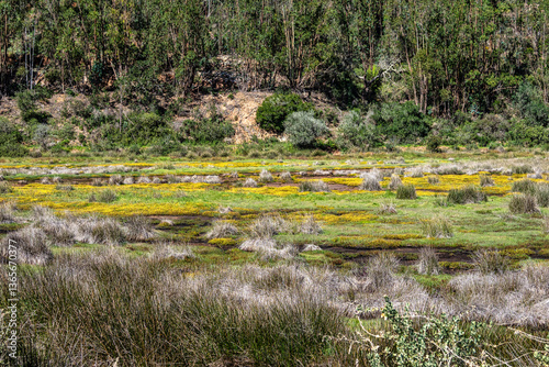 Obraz na płótnie Yellow flowers on the way from Troviscais to the River Mira, Vicentine Coast Natural Park Portugal w salonie