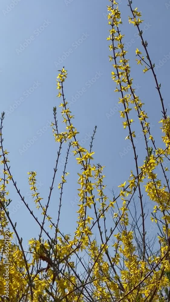 forsythia flowers