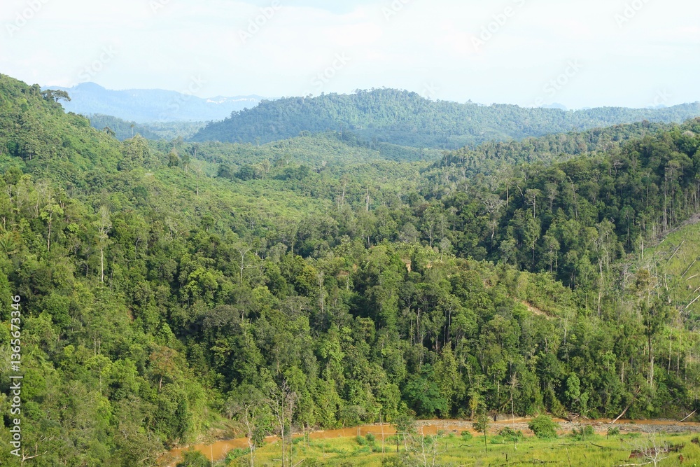 Naklejka premium Tropical Forest at Meratus Mountain, Borneo Rainforest, Indonesia.