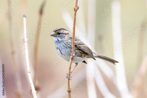 white throated sparrow perching