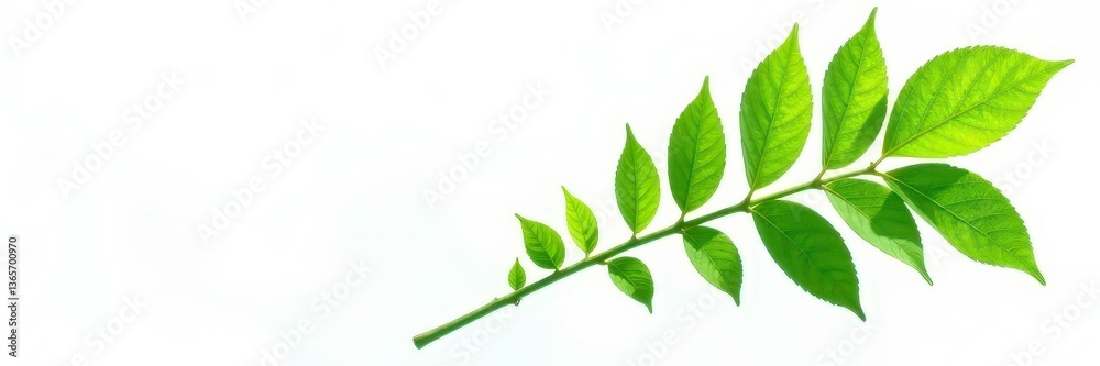 Fototapeta premium Lush green leaves on a single stem isolated on white background, botanicals, plants