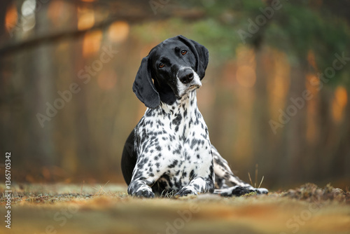 german shorthaired pointer dog lying in the forest and looking curious with a head tilt photo