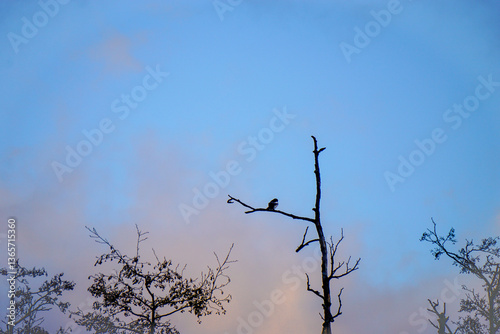 A bird perching of a tree branch againt sky photo