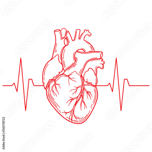 Realistic Anatomical Heart with Heartbeat Line – Medical Vector Design. Detailed red line art vector of a human anatomical heart with an ECG heartbeat line. Ideal for medical illustrations, cardiology