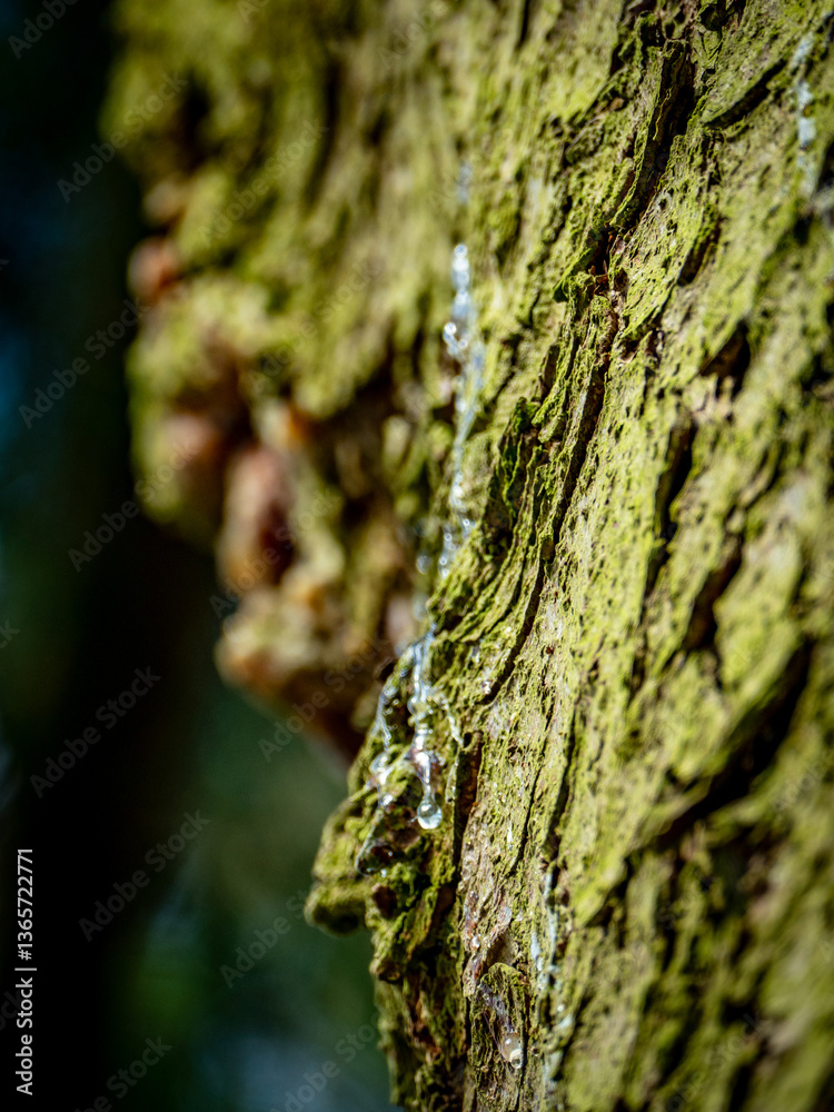 Baumharz an einem Nadelbaum Baumharz an einem Nadelbaum