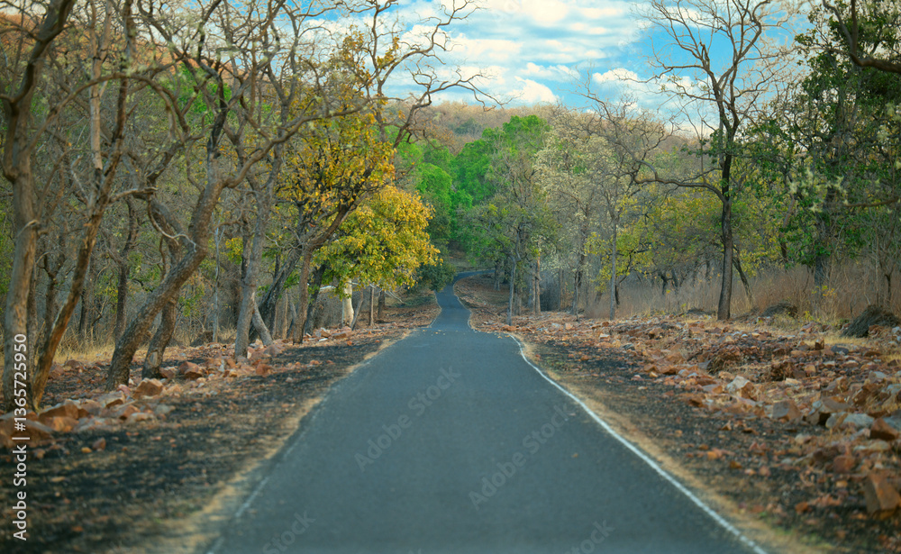 Obraz premium road in the forest