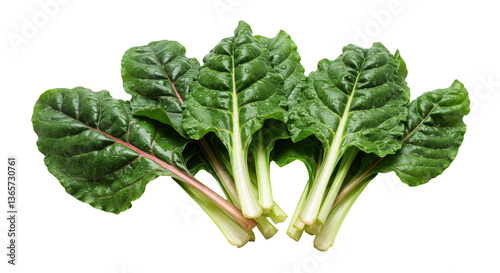 Isolated Bunch of Swiss Chard