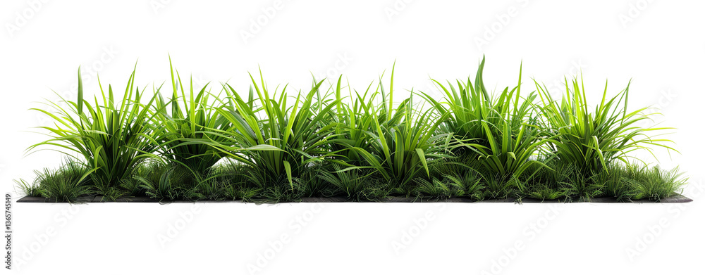 Fototapeta premium Wild green grass with mixed lengths isolated on transparent background
