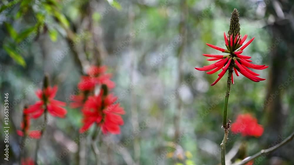 Red coral tree blossoms blooming in the mountains of Yuchi, Nantou, Taiwan. Spring afternoon scenery with vibrant flowers. Red coral tree blossoms blooming in the mountains of Yuchi, Nantou, Taiwan. Spring afternoon scenery with vibrant flowers.