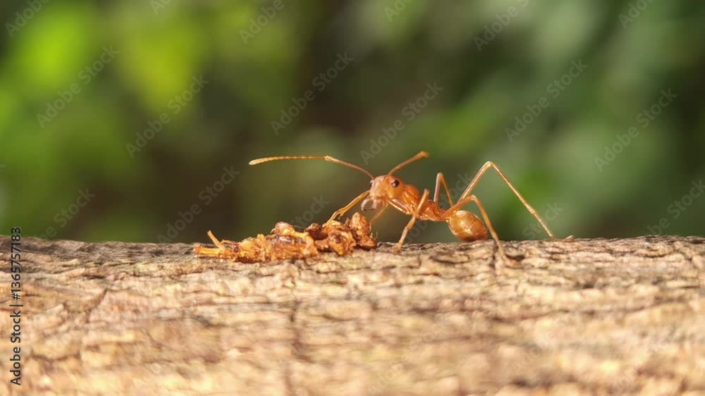 Beautiful Indian Red Weaver Ant in a natural setting, Cinematic nature close-up, going about their lives among trees, creating a vibrant world of small busy creatures.