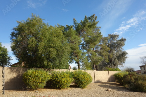 Senna Artemisioides also known as Feathery Cassia or Silver Senna with green seed pods and bright yellow flowers planted along city roadsides in early spring, Phoenix, AZ