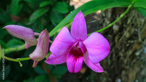 violet flower in the garden