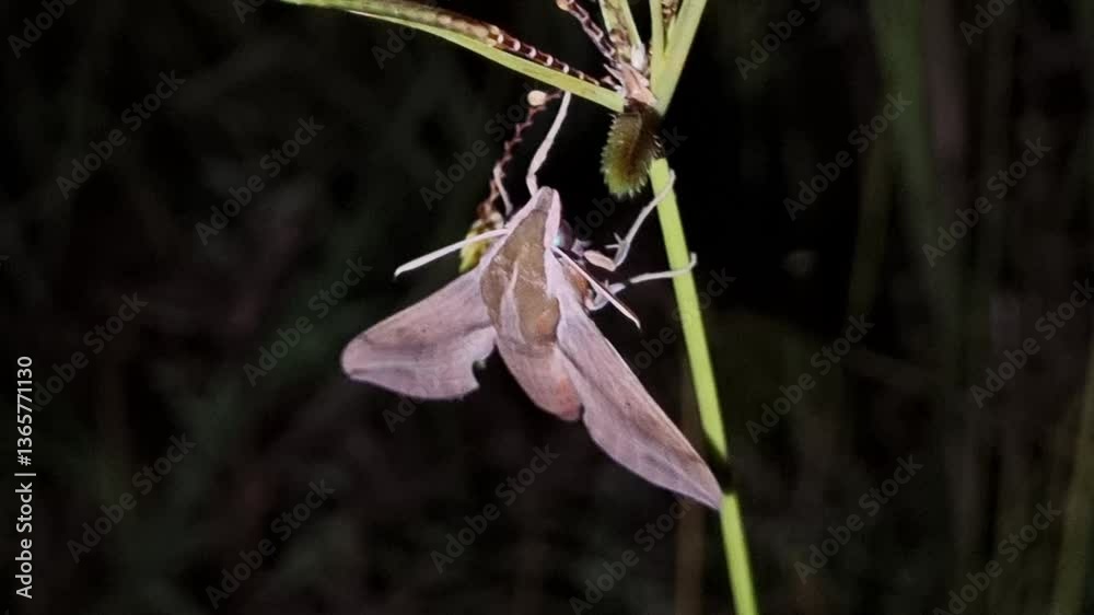 Theretra Latreillii (Pale Brown Hawk Moth) Isolated On black Background at night.
