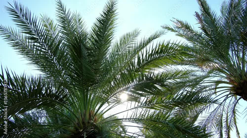 Peaceful park in Abu Dhabi Corniche Sea Side with lush palm trees, green spaces, serene pathways. Captures tranquil atmosphere, ideal for relaxation, nature walks, and enjoying city natural beauty. Peaceful park in Abu Dhabi Corniche Sea Side with lush palm trees, green spaces, serene pathways. Captures tranquil atmosphere, ideal for relaxation, nature walks, and enjoying city natural beauty.