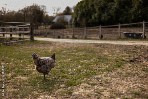 Poule au milieu de nulle part