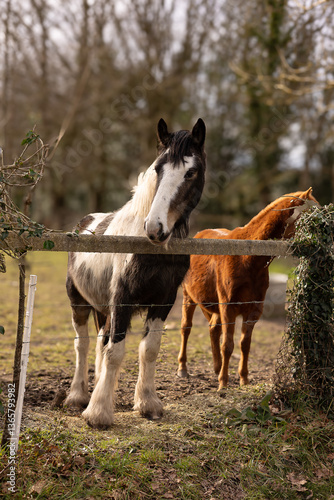chevaux dans un champ
