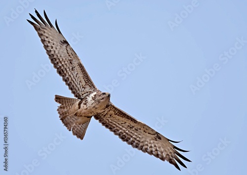 A Common Buzzard - Buteo buteo on Crete, Greece 