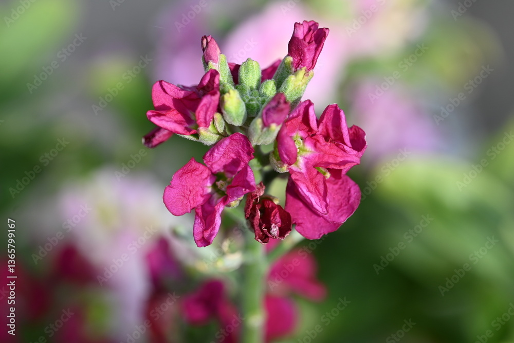 pink flowers in the garden pink flowers in the garden