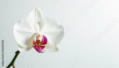 Delicate white orchid blossom on pure white backdrop, blossom, bright