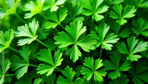 Fresh parsley leaves forming intricate natural pattern, closeup, arrangement, food
