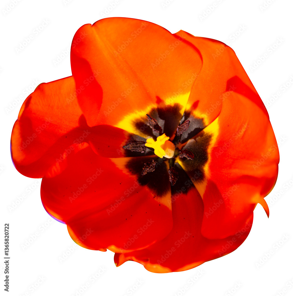 Naklejka premium red poppy isolated on white