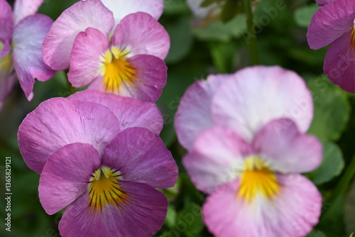 purple flowers in the garden