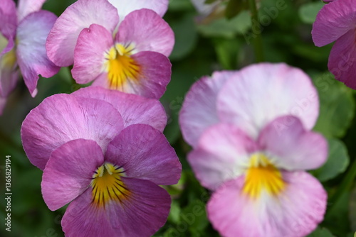 purple flowers in the garden