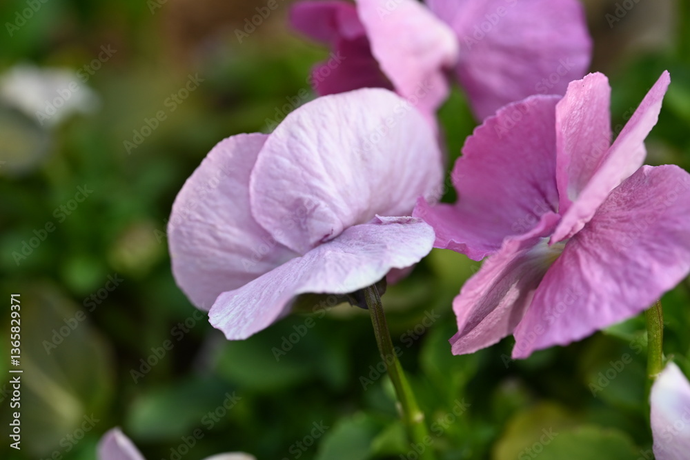 Naklejka premium purple flowers in the garden