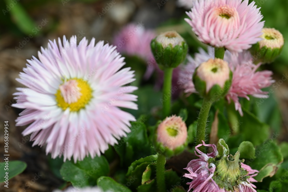 Fototapeta premium pink and white flowers