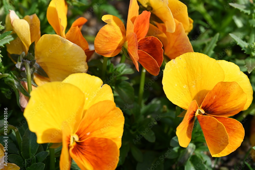 Fototapeta premium orange and yellow flowers