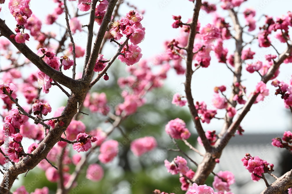 Blooming Japanese plum blossom with great pink color Blooming Japanese plum blossom with great pink color