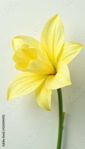 Vibrant yellow petals, delicate bloom, pristine white backdrop, petal, closeup, design