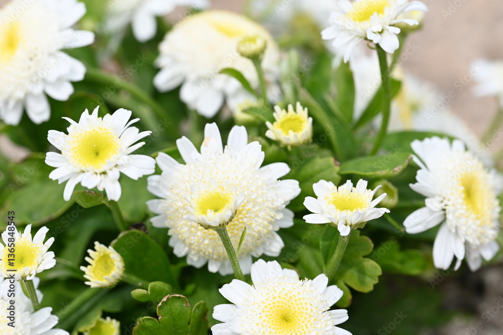 Obraz premium White flowers in a garden