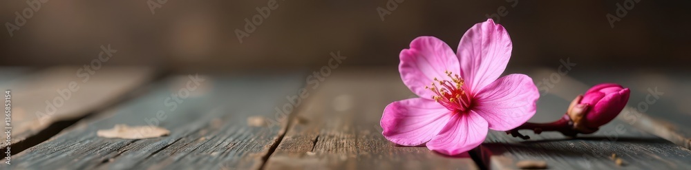 Delicate pink blossom, solitary on wood table, background, plant, texture Delicate pink blossom, solitary on wood table, background, plant, texture