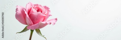 Single pink rose, petals unfurled, pristine white backdrop, beauty, single