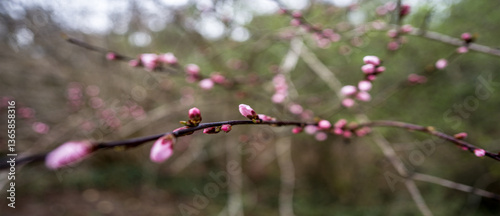  Spring in Bloom in the Italian Countryside