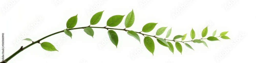 Long curved branch with leaves isolated on white background, minimalist, green Long curved branch with leaves isolated on white background, minimalist, green