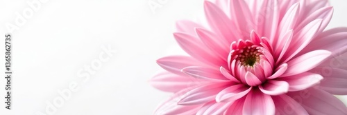 Close-up of a delicate pink gerber, crisp white background, isolated flower, floral, fresh