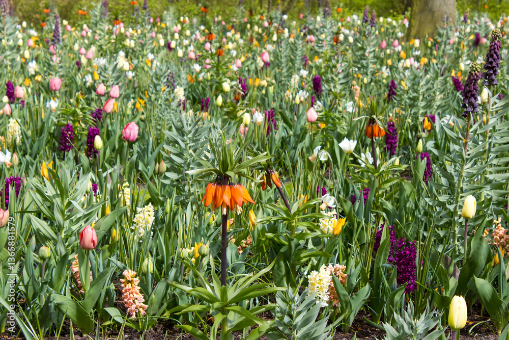 flowers in Keukenhof in the Netherlands