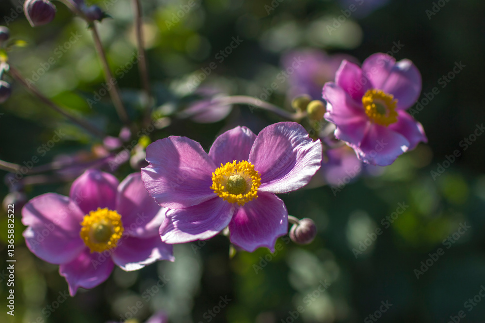 anemone flowers in the garden - close up