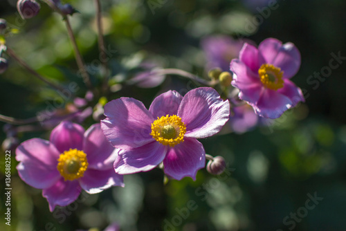 Obraz na płótnie anemone flowers in the garden - close up w salonie