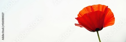 Single red poppy, vibrant petals, white backdrop, single, vibrant, detail