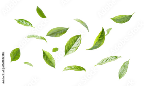 PNG Green tea group leaves leaf background.