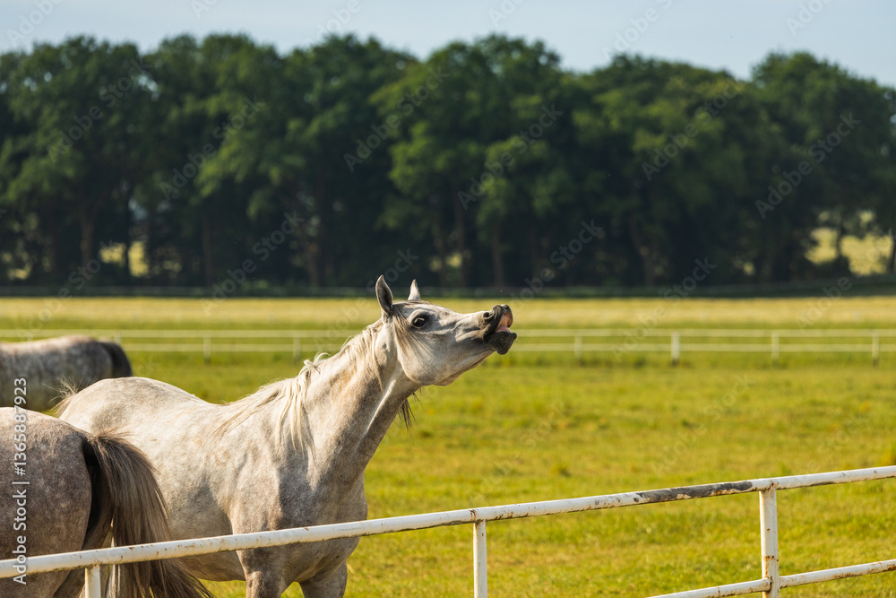 Horses standing peacefully in the paddock at Michałów stud. Majestic Arabian beauties graze on lush green grass, bathed in warm sunlight, creating a serene and picturesque rural scene of elegance and