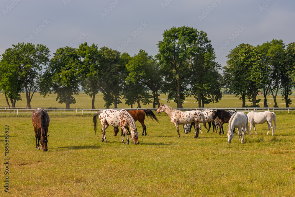 Horses standing peacefully in the paddock at Michałów stud. Majestic Arabian beauties graze on lush green grass, bathed in warm sunlight, creating a serene and picturesque rural scene of elegance and