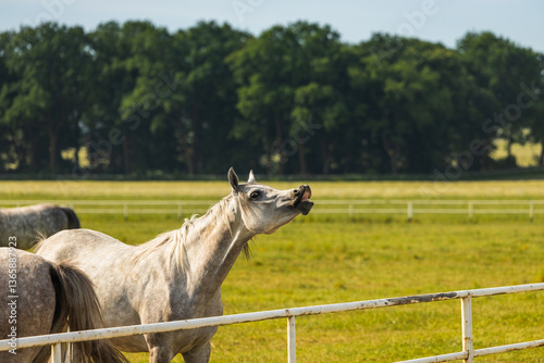Obraz na płótnie Horses standing peacefully in the paddock at Michałów stud. Majestic Arabian beauties graze on lush green grass, bathed in warm sunlight, creating a serene and picturesque rural scene of elegance and w salonie