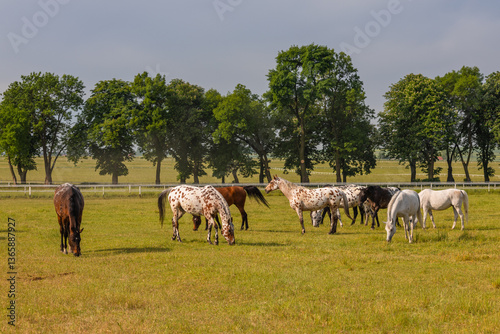 Obraz na płótnie Horses standing peacefully in the paddock at Michałów stud. Majestic Arabian beauties graze on lush green grass, bathed in warm sunlight, creating a serene and picturesque rural scene of elegance and w salonie