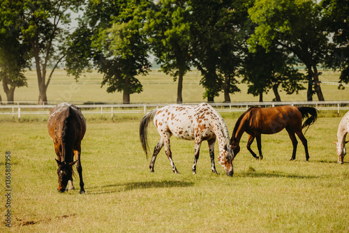 Horses standing peacefully in the paddock at Michałów stud. Majestic Arabian beauties graze on lush green grass, bathed in warm sunlight, creating a serene and picturesque rural scene of elegance and 