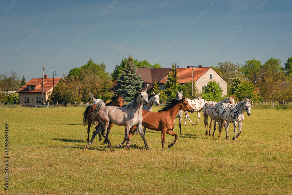 Horses standing peacefully in the paddock at Michałów stud. Majestic Arabian beauties graze on lush green grass, bathed in warm sunlight, creating a serene and picturesque rural scene of elegance and
