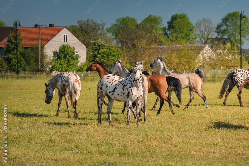 Horses standing peacefully in the paddock at Michałów stud. Majestic Arabian beauties graze on lush green grass, bathed in warm sunlight, creating a serene and picturesque rural scene of elegance and